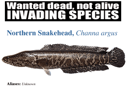 Snakehead Fish in Catlin Creek and Ridgebury Lake Poisoned