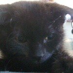 Gothic Kitten - Pierced Ears