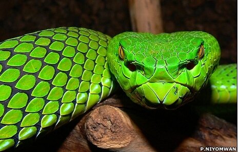 Gumbrechts Green Pit Viper Discovered in Mekong Delta (pics)
