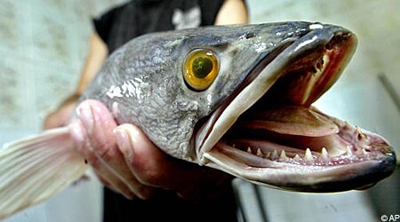 Snakehead Fish