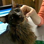 Ugly Bat Boy - What a Beautiful Kitty