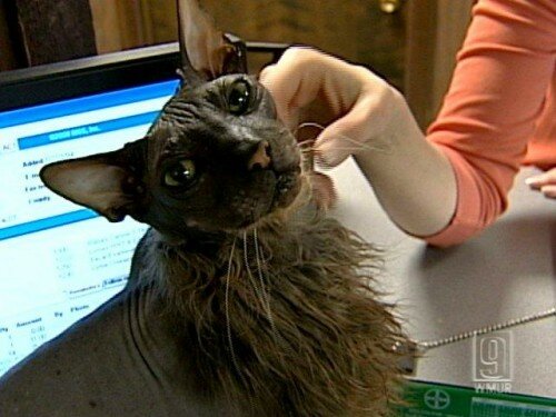 Ugly Bat Boy - What a Beautiful Kitty