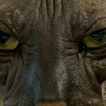 Ugly Bat Boy Closeup Pic