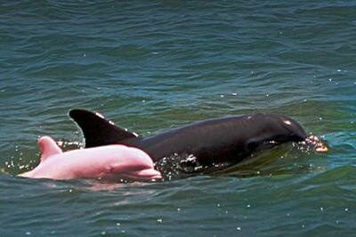 Pinky the Pink Dolphin from Lake Calcasieu, Louisiana