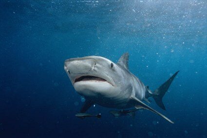 Craig Clasen in Diver vs. Tiger Shark Video