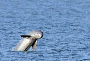 6000 Rare Irrawaddy Dolphins Found in Bangladesh