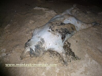 Montauk Monster Washed Ashore of Plum Island 