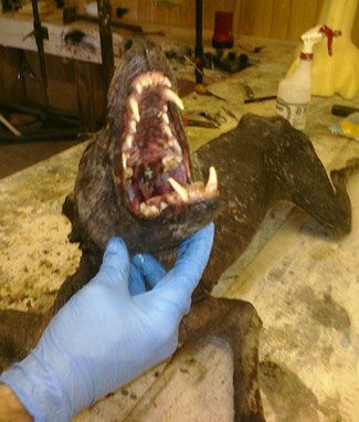Chupacabra from Texas (pic and video of the beast)