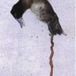 Duck Penis is a True Unfolding Monster (video)