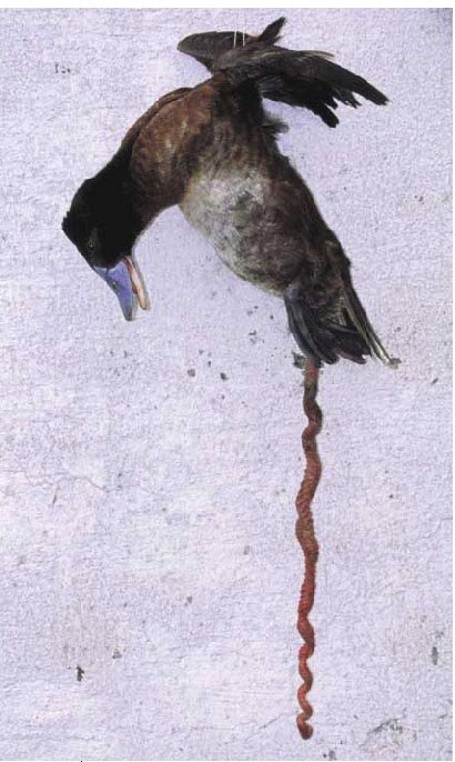 Duck Penis is a True Unfolding Monster (video)