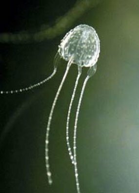 Irukandji Jellyfish Stings Ben Southhall of Best Job in the World