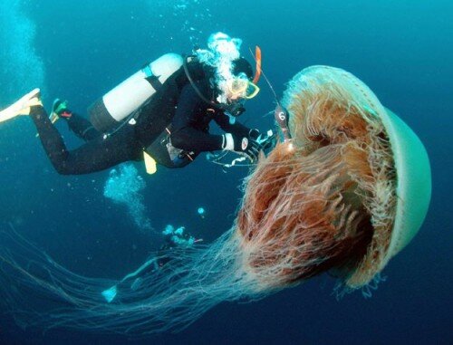 Jellyfish Facts
