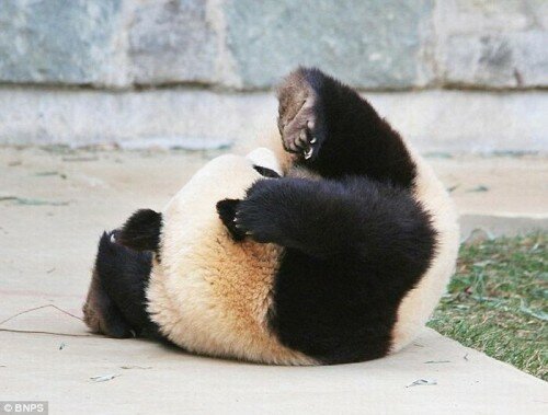 Panda Trying to Regain Balance Photo