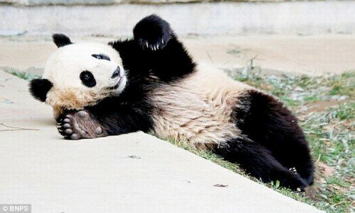 Panda Still Unsure Which Way the Ground Is Photo