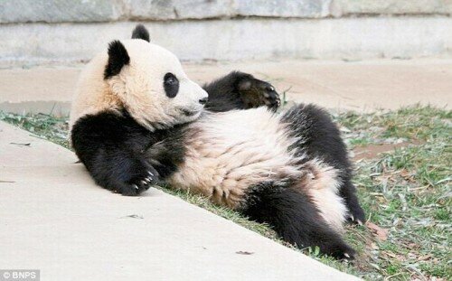 Panda Fully Awake But Unsure What He's Doing There Photo