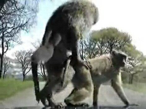 Baboons Perform Live Sex Show for Safari Tourists on Moving Jeep