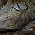 Iguanas Falling from Trees in Florida (video)