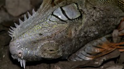 Iguanas Falling from Trees in Florida (video)