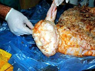 Sheep in Turkey Gives Birth to Lamb with Human Face