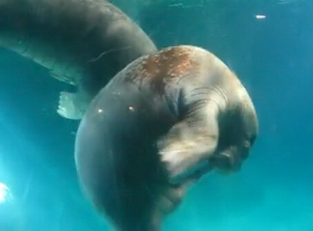 Autofellatio Performed by a Walrus (video)