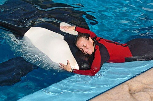 Dawn Brancheau and Shamu Killer Shale