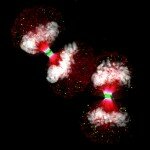 Photomicrography Image of Cancer Cells, Photo: Dr. Paul D. Andrews, University of Dundee, Scotland