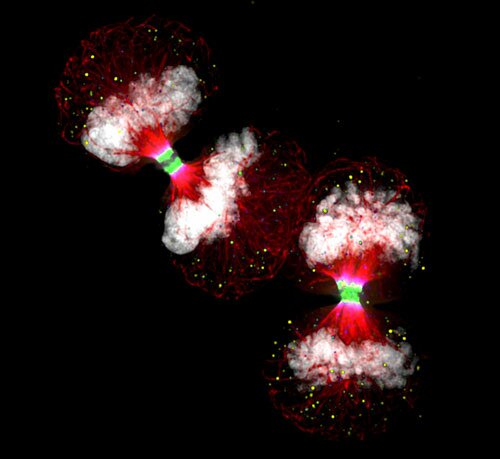 Small World Photomicrography Competition 2010 Winning Photographs