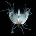 Photomicrography Image of Mollusc Baby, Photo: Dr. Gregory Rouse, Scripps Institution of Oceanography, California, U.S.