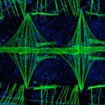 Photomicrography Image of Mosquito Heart, Photo: Jonas King, Vanderbilt University, Department of Biological Sciences, Nashville, Tennessee, USA