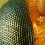 Photomicrography Image of Wasp Eye, Photo: Charles Krebs, Washington, U.S.