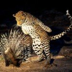 The Oh Shit Moment Photo of Leopard Landing on Porcupine