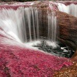 Rio Caño Cristales - The Most Colorful River in the World