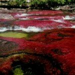 Rio Caño Cristales - The Most Beautiful River in the World