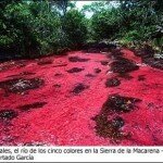 In This Image, the Rio Caño Cristales Looks Like a River of Blood
