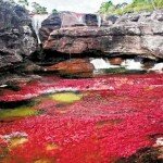 Picture of Rio Caño Cristales Taking on Red Hues