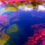 Beautiful Colors of Rio Caño Cristales