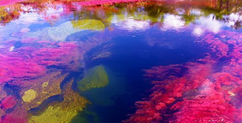 Rio Caño Cristales - The Most Colorful River in the World