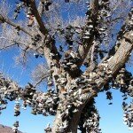 The Old Shoe Tree on Highway 50 in Nevada, Photo: Jagman2006, Flickr