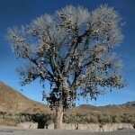 Hundreds of Shoes Decorating the Old Shoe Tree on HWY 50 in Nevada, Photo: Flammer, Flickr