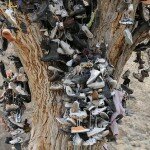 Bunch of Shoes on a Tree That Was Vandalized on New Years Eve, Photo: C.D. Jones, Flickr